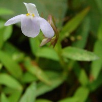 Bonnaya antipoda (L.) Druce